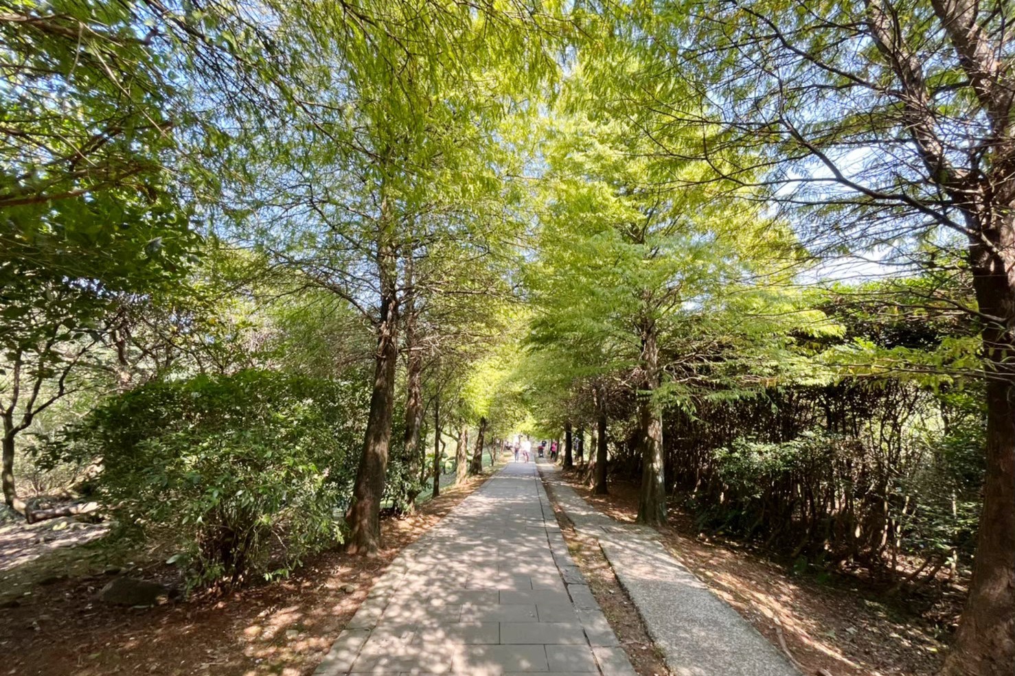 台北景點,陽明山,免費景點,冷水坑,牛奶湖,登山,菁山吊橋 台北景點,陽明山,免費景點,冷水坑,牛奶湖,登山,菁山吊橋