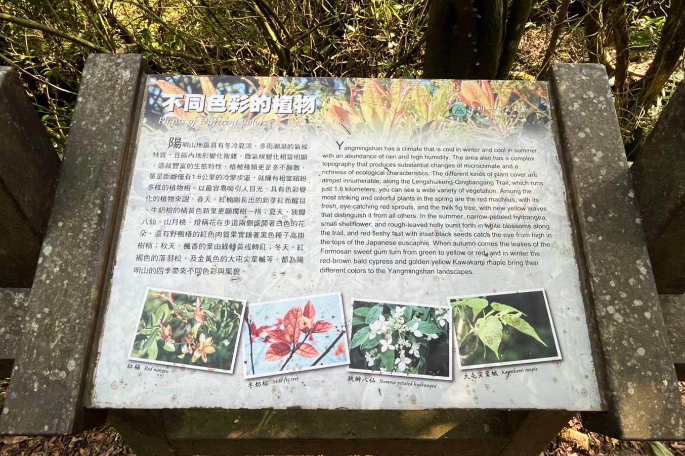 台北景點,陽明山,免費景點,冷水坑,牛奶湖,登山,菁山吊橋