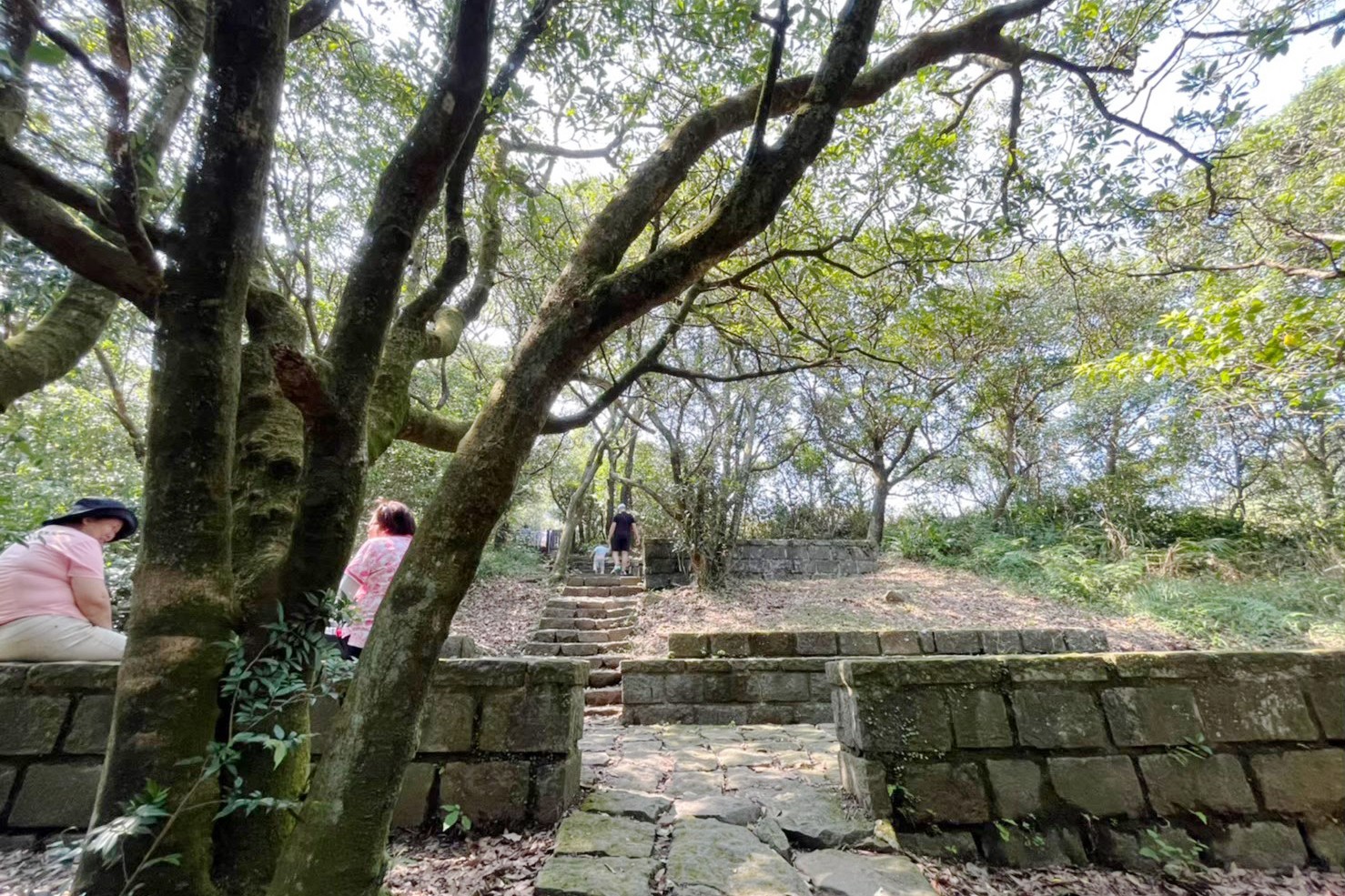 台北景點,陽明山,免費景點,冷水坑,牛奶湖,登山,菁山吊橋 台北景點,陽明山,免費景點,冷水坑,牛奶湖,登山,菁山吊橋