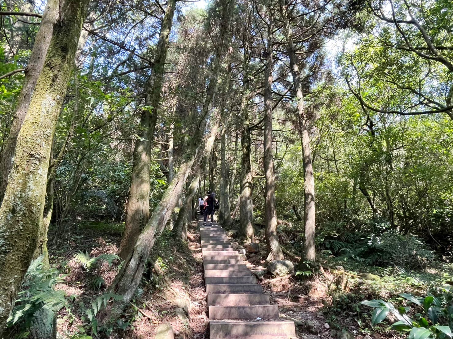 台北景點,陽明山,免費景點,冷水坑,牛奶湖,登山,菁山吊橋 台北景點,陽明山,免費景點,冷水坑,牛奶湖,登山,菁山吊橋