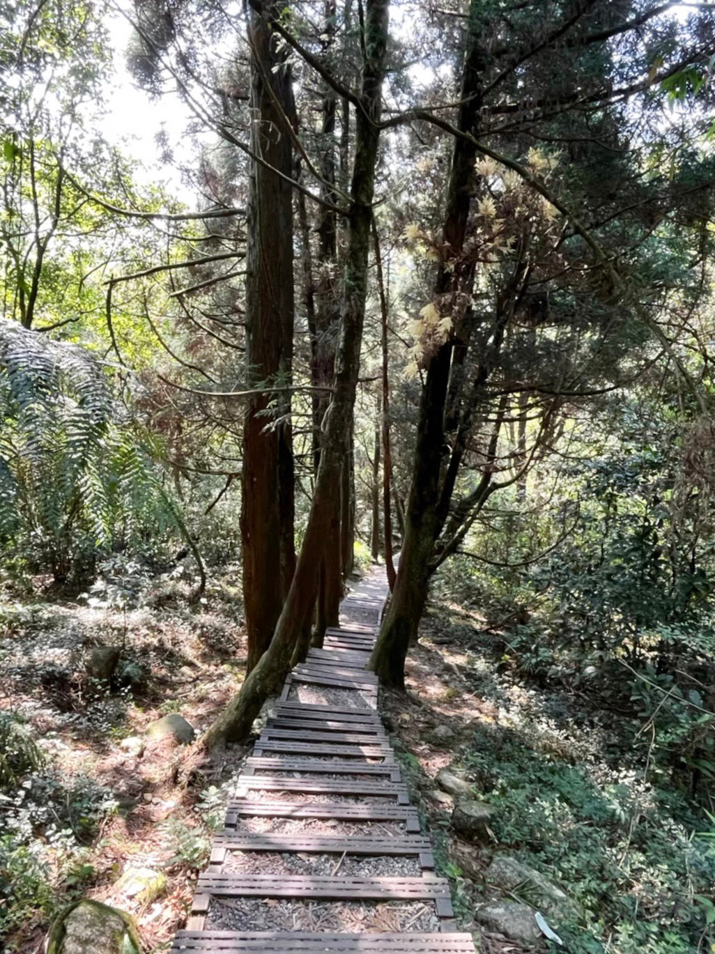 台北景點,陽明山,免費景點,冷水坑,牛奶湖,登山,菁山吊橋 台北景點,陽明山,免費景點,冷水坑,牛奶湖,登山,菁山吊橋