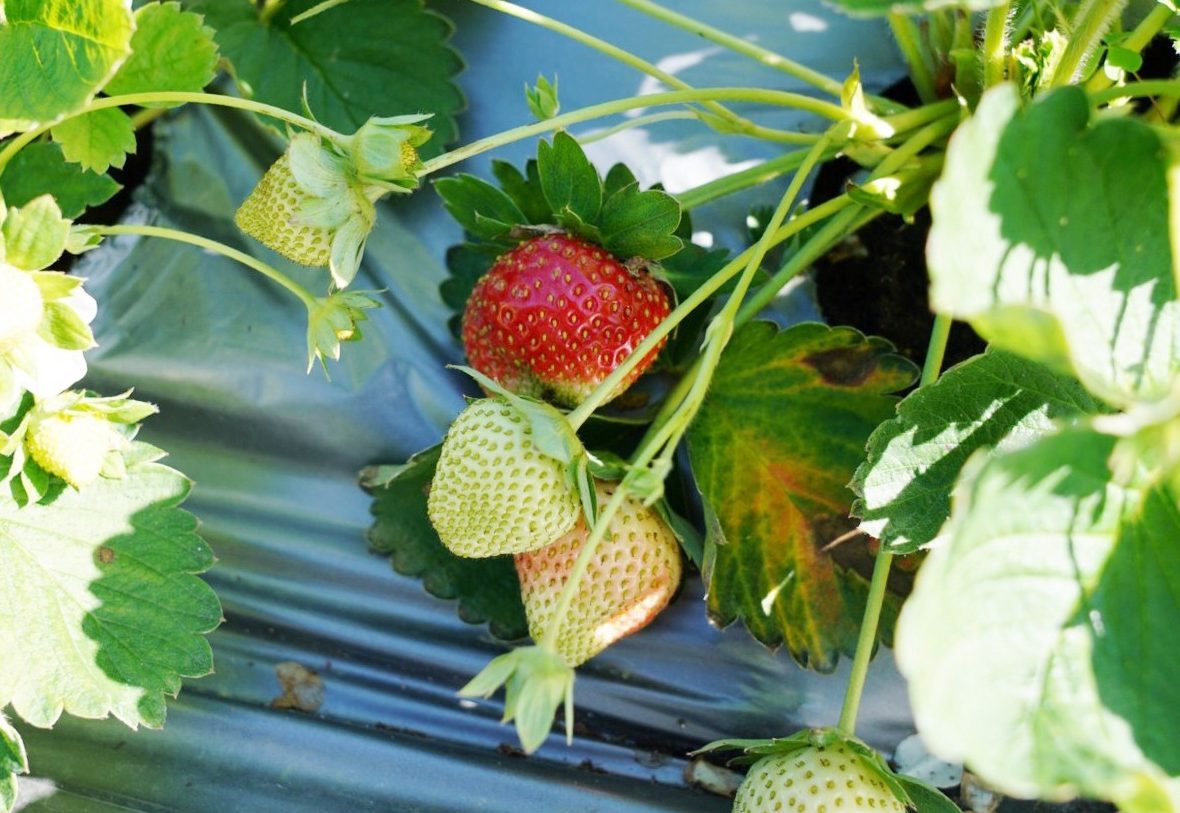 太湖觀光草莓園