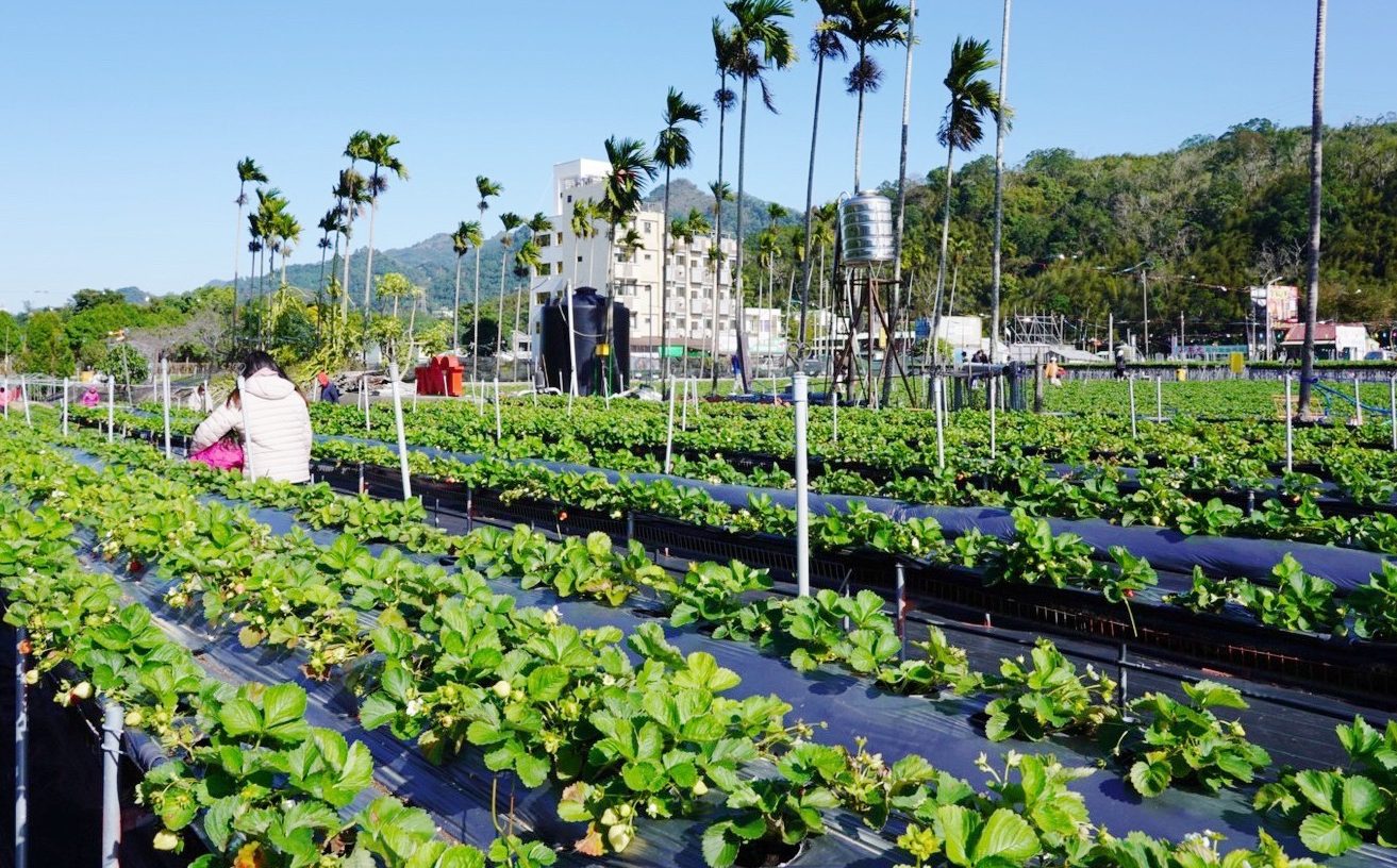 太湖觀光草莓園