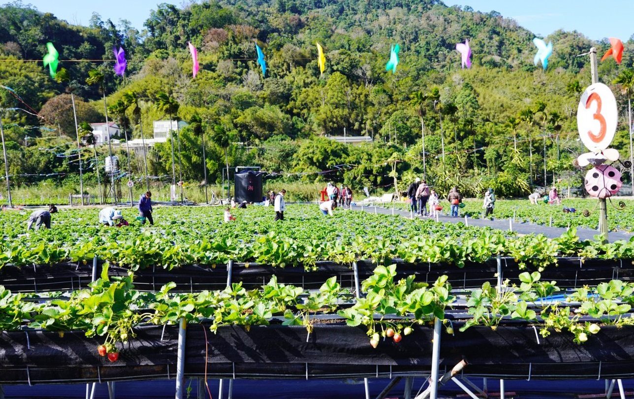 太湖觀光草莓園