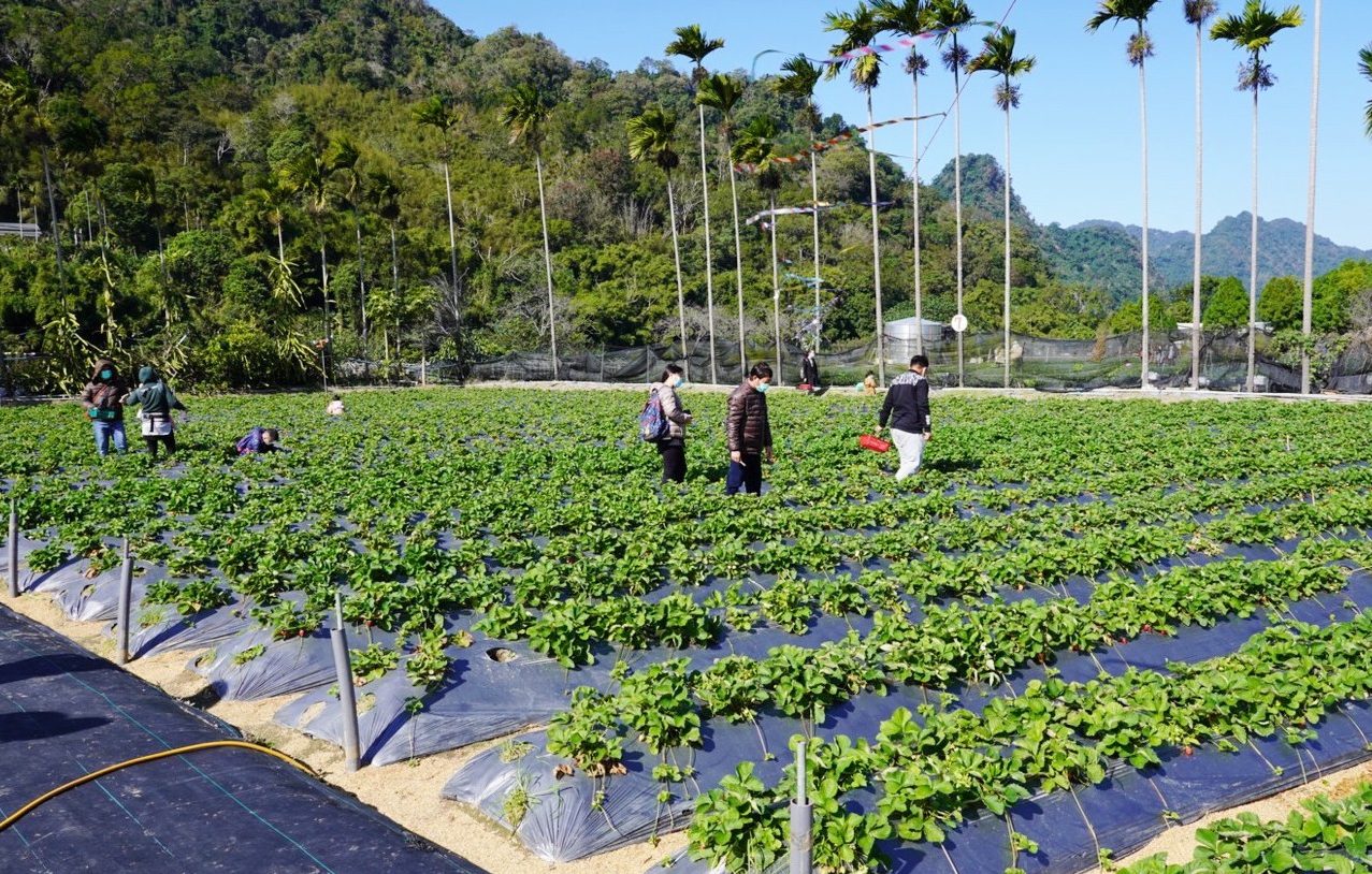 太湖觀光草莓園