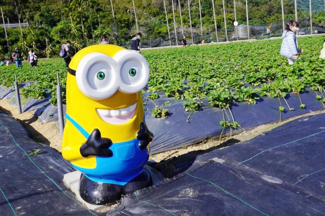 太湖觀光草莓園