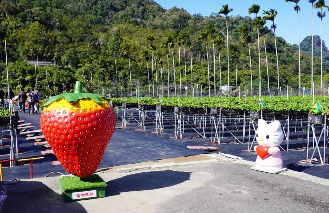 太湖觀光草莓園