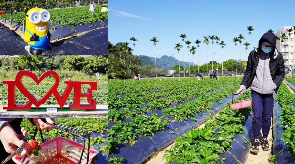 太湖觀光草莓園