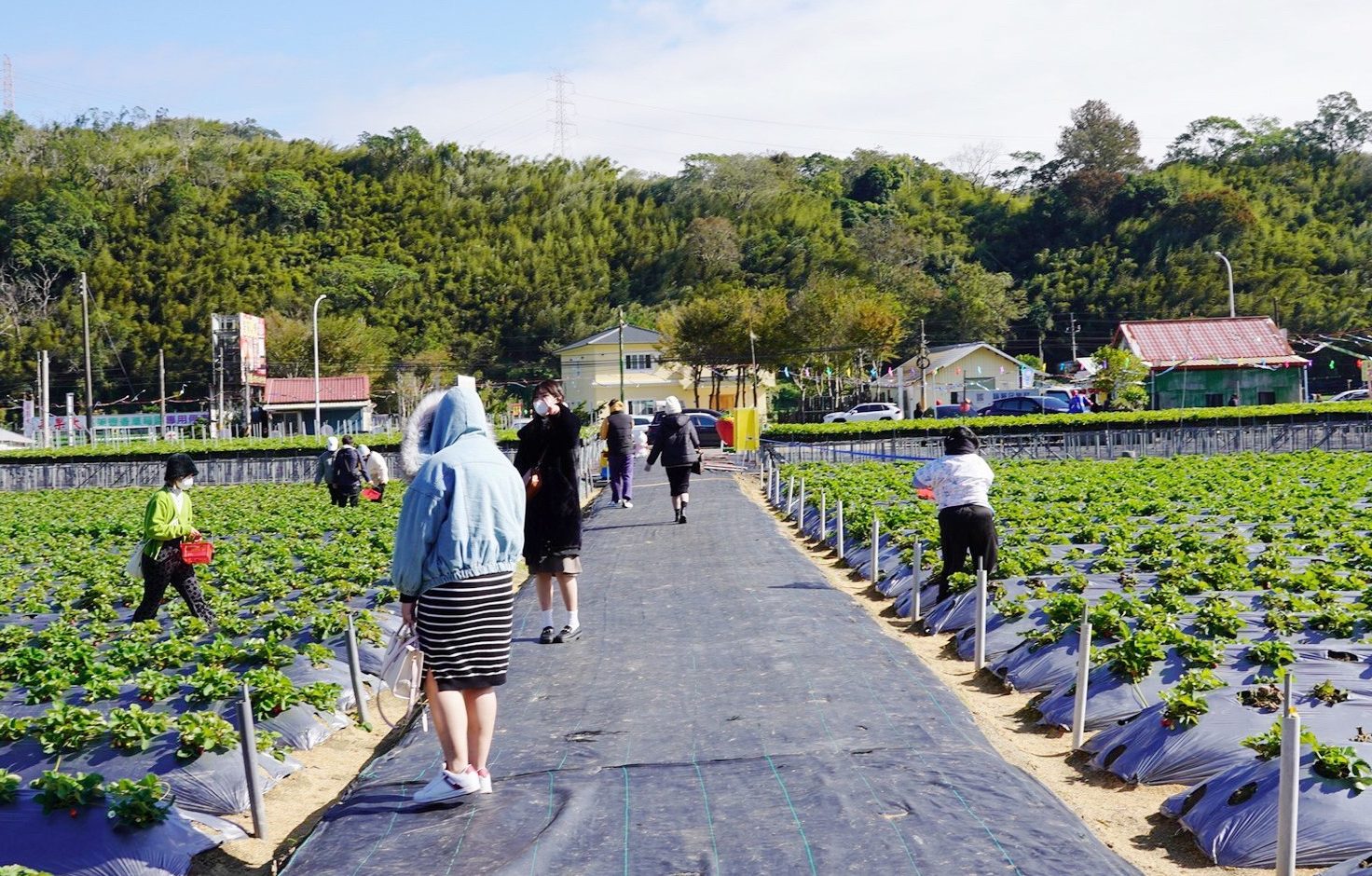 太湖觀光草莓園