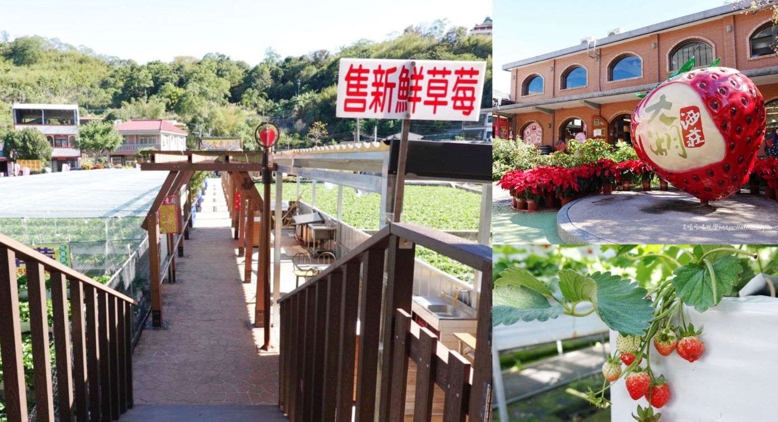 苗栗景點,免費景點,採果,草莓,太湖觀光草莓園,草莓園,大湖草莓