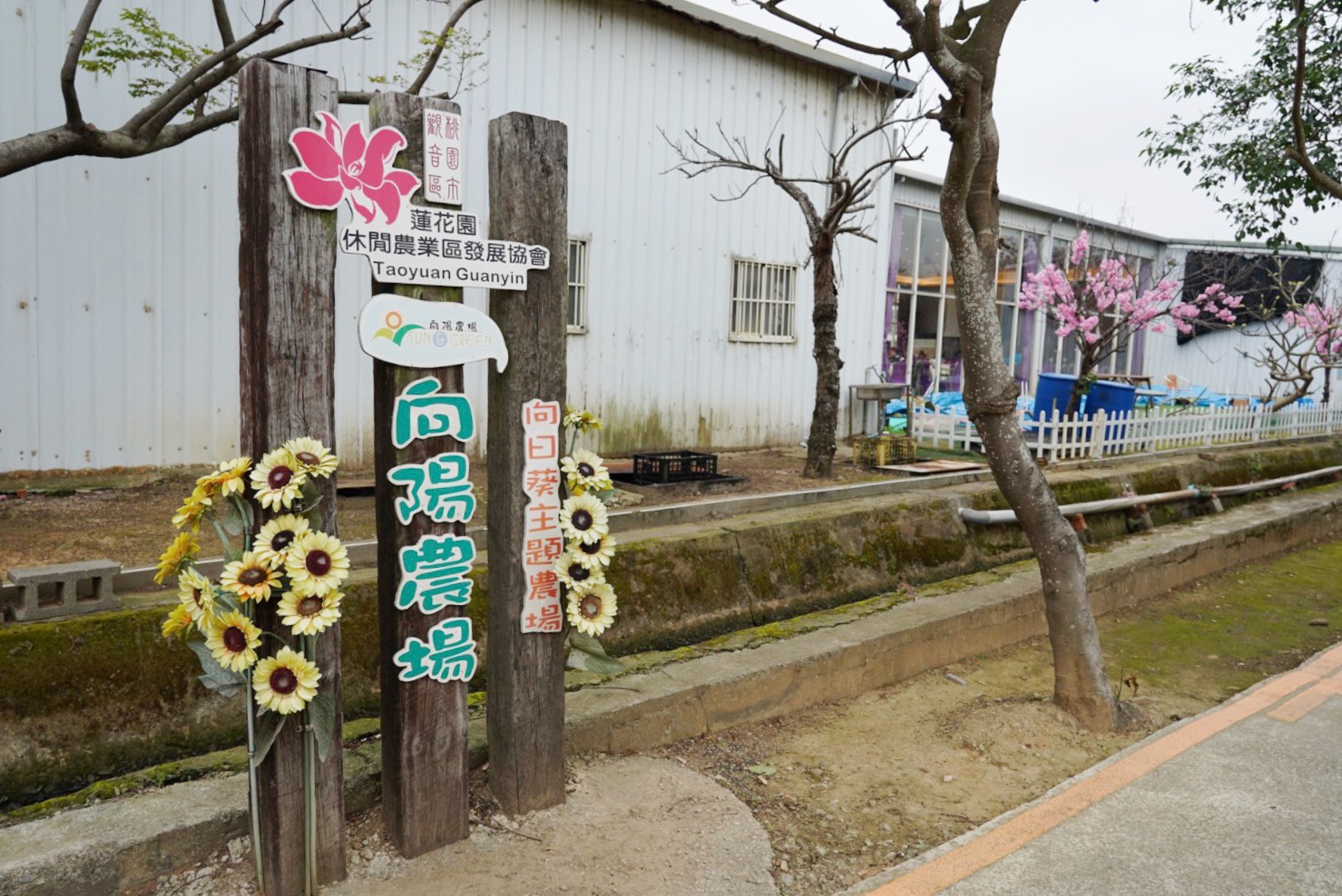桃園旅遊,親子景點,向陽農場,向日葵,小火車,拔蘿蔔,小火車,餵魚,沙坑,向日葵雞蛋糕,棉花糖,烤肉,控窯 桃園旅遊,親子景點,向陽農場,向日葵,小火車,拔蘿蔔,小火車,餵魚,沙坑,向日葵雞蛋糕,棉花糖,烤肉,控窯