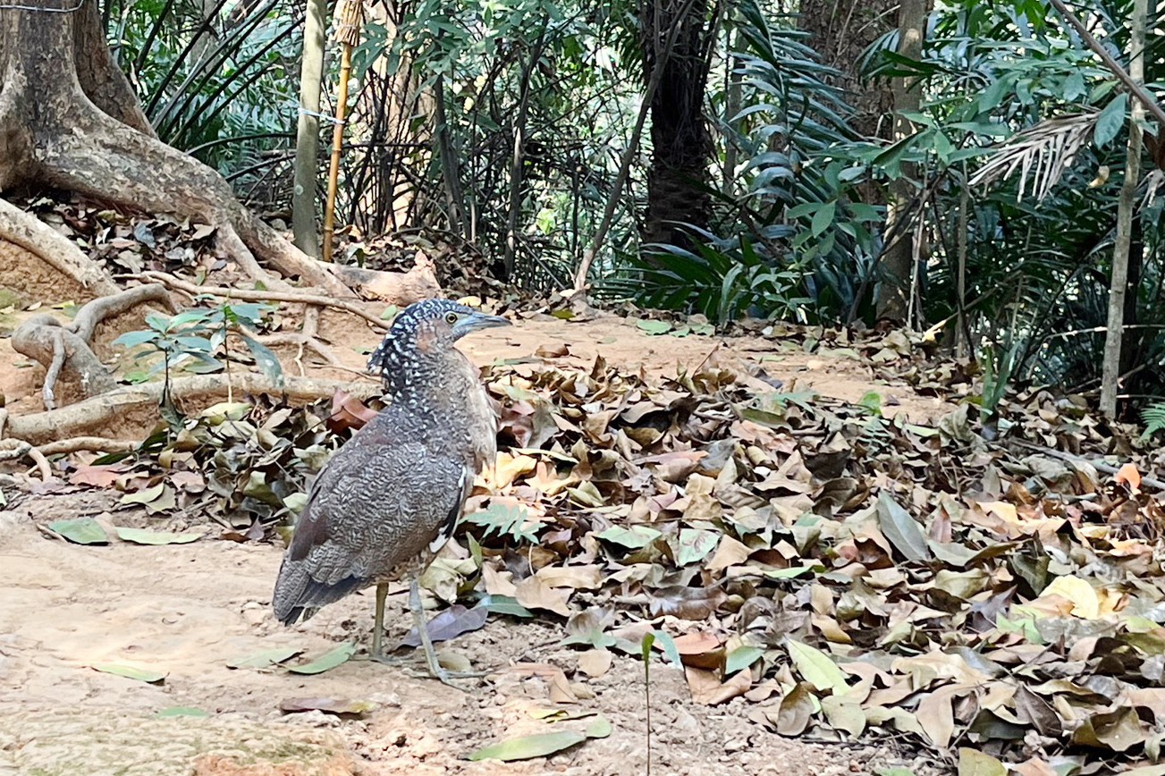 KANO園區,棒球場,嘉義景點,公園,免費景點,親子景點,嘉義公園,射日塔,Kano遊客中心,嘉義之森Jmori,樹屋尋寶遊戲場,孔廟,昭和十八j18 KANO園區,棒球場,嘉義景點,公園,免費景點,親子景點,嘉義公園,射日塔,Kano遊客中心,嘉義之森Jmori,樹屋尋寶遊戲場,孔廟,昭和十八j18