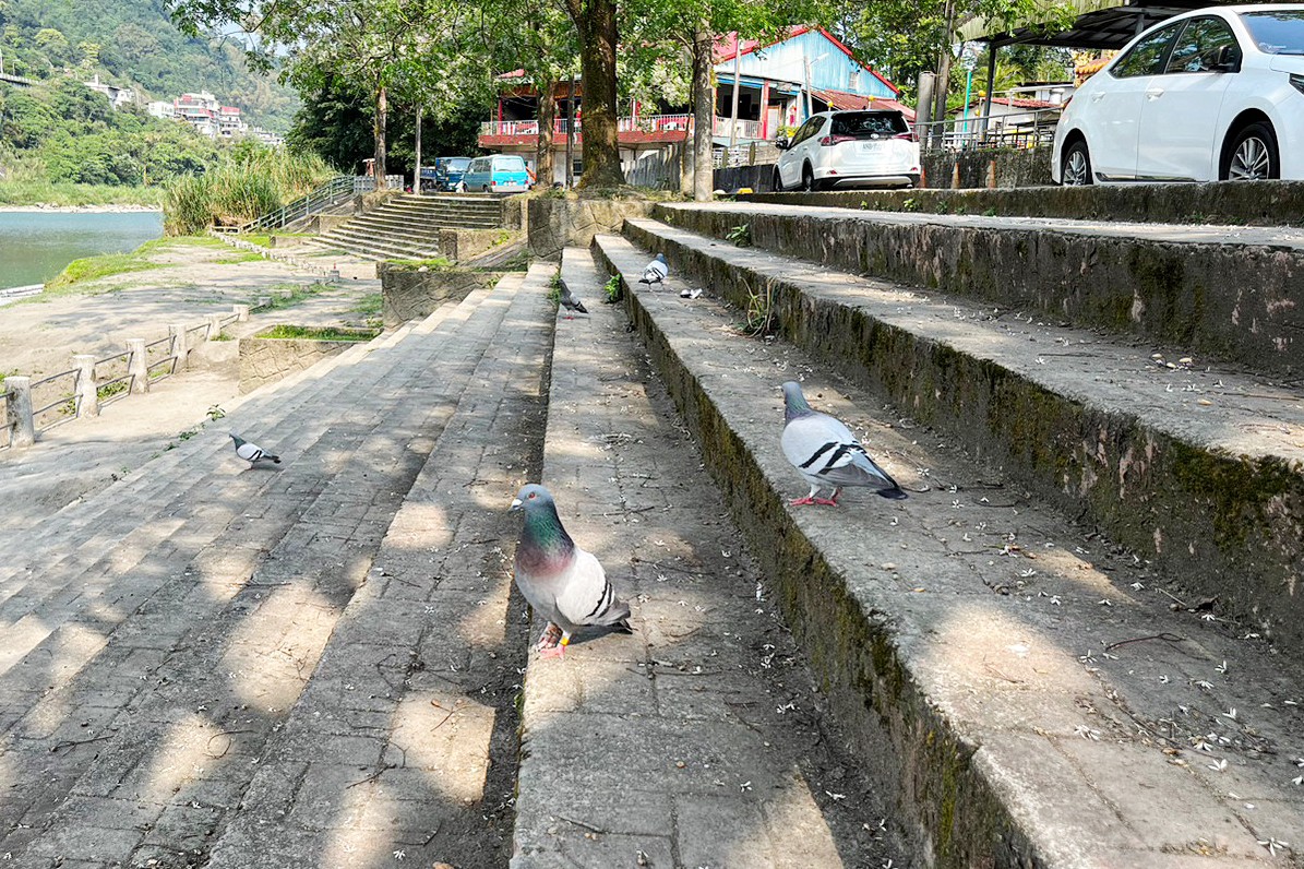 新店百年渡船,新店擺渡,划船,坐船,灣潭遊戲區公園,新北景點,親子景點,碧潭好玩,新店碧潭