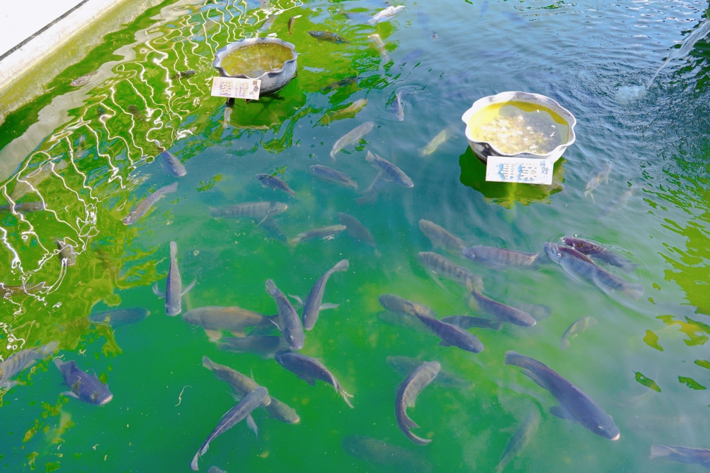 臺鹽通霄觀光園區