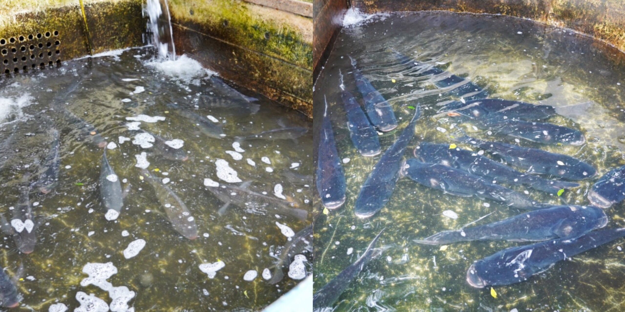 桃園美食,蘆竹美食,休閒餐廳,烤魚,土雞,熱炒,台灣小吃,隱藏美食,4-7休閒魚池餐廳,客家米苔目,鹽烤魚,鳳梨苦瓜雞湯,鹹酥雞,鳳梨蝦球,烤斑鳩,客家桂竹筍