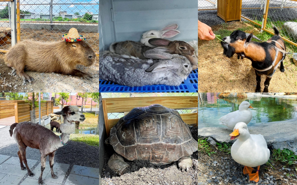 宜蘭好玩,宜蘭景點,親子景點,動物園,星夢森林劇場,水池,民宿,公園,溜滑梯,網美拍照