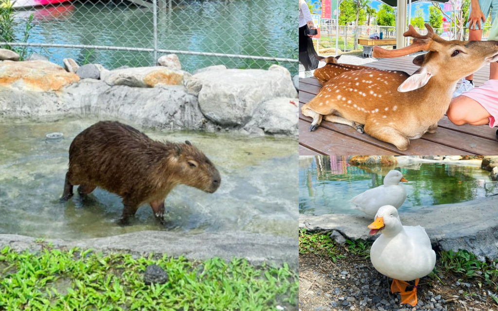 宜蘭好玩,宜蘭景點,親子景點,動物園,星夢森林劇場,水池,民宿,公園,溜滑梯,網美拍照