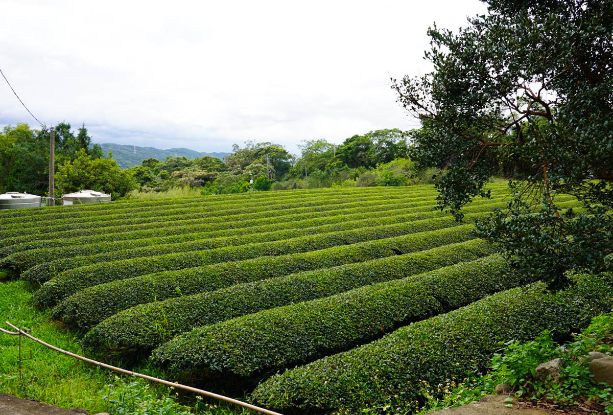 桃園景點,龍潭景點,和窯文創園區,免費景點,泡茶,窯烤麵包,神農窯烤麵包, DIY手工捏陶,咖啡,茶席,賞茶園,二坪寮 桃園景點,龍潭景點,和窯文創園區,免費景點,泡茶,窯烤麵包,神農窯烤麵包, DIY手工捏陶,咖啡,茶席,賞茶園,二坪寮