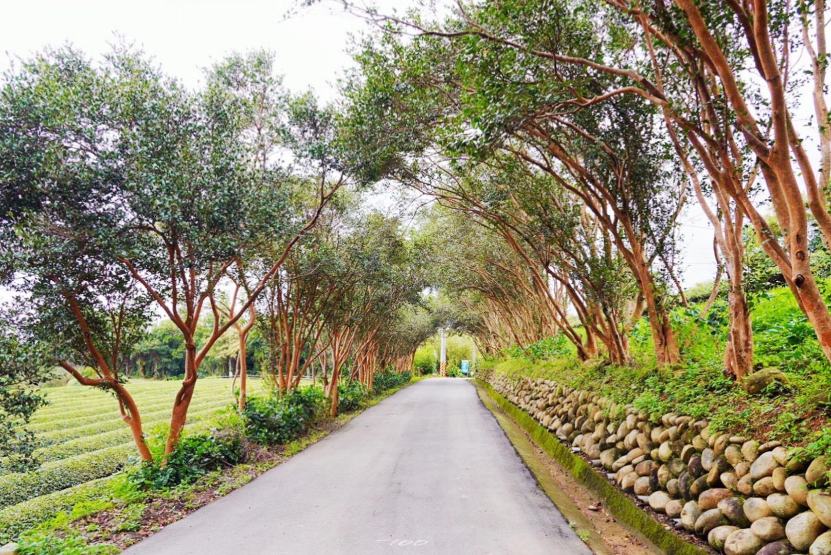 桃園景點,龍潭景點,和窯文創園區,免費景點,泡茶,窯烤麵包,神農窯烤麵包, DIY手工捏陶,咖啡,茶席,賞茶園,二坪寮
