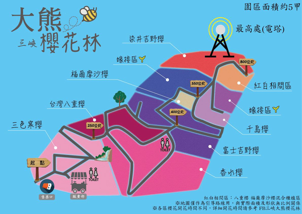 三峽大熊櫻花林,賞櫻花,賞花,過年賞花,三峽景點,新北景點, 三峽大熊櫻花林,賞櫻花,賞花,過年賞花,三峽景點,新北景點,