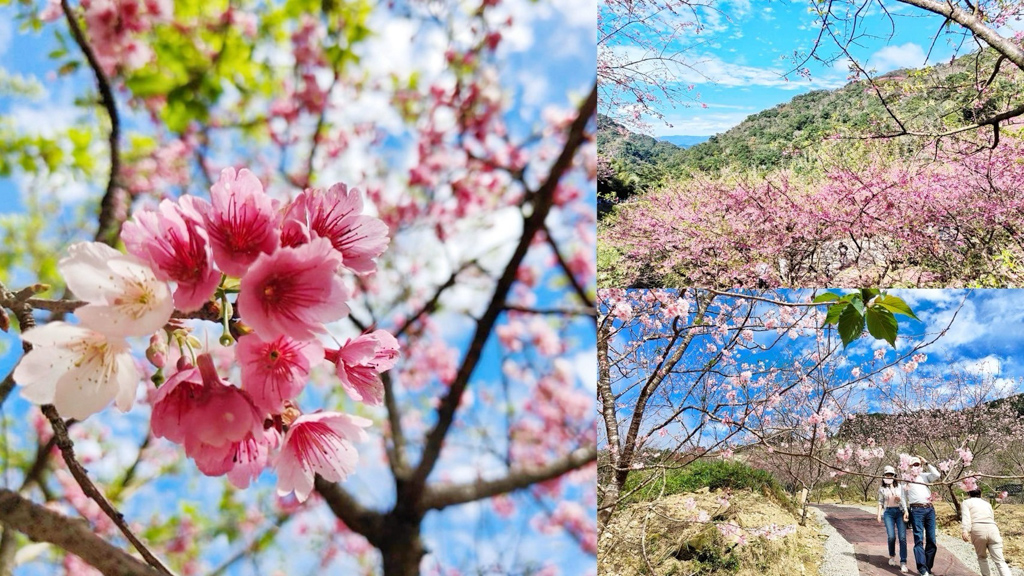 三峽大熊櫻花林