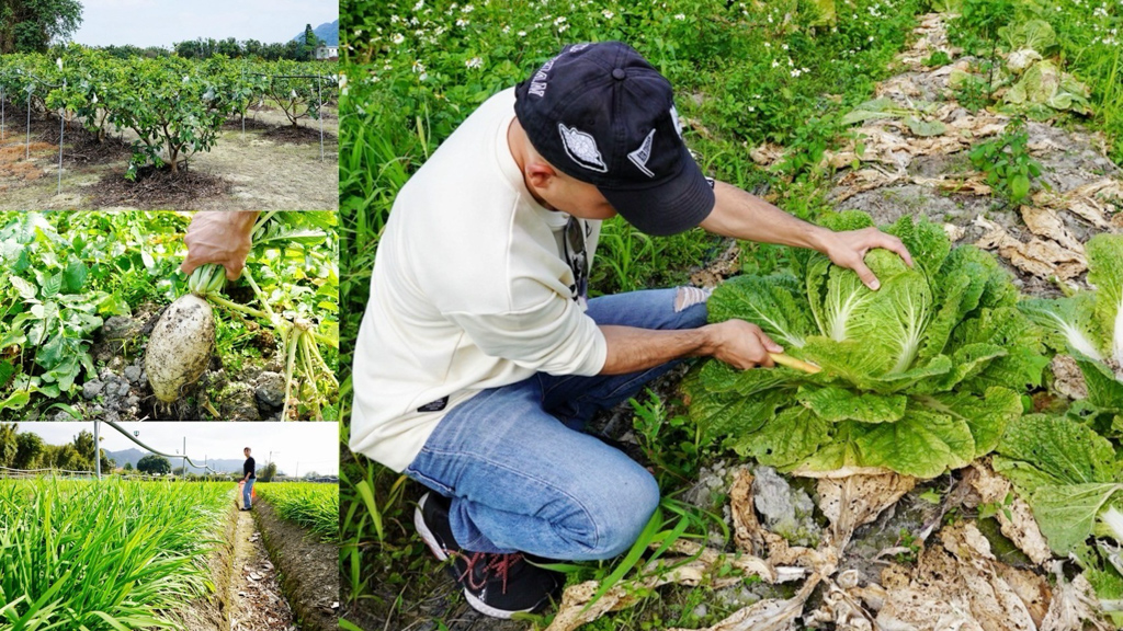diy,大溪中庄新農園區培訓基地,大溪好玩,大溪景點,採收芭樂,藍家友善農場,親子景點,農事體驗,韭菜季,韭菜花 @艾瑪  吃喝玩樂札記