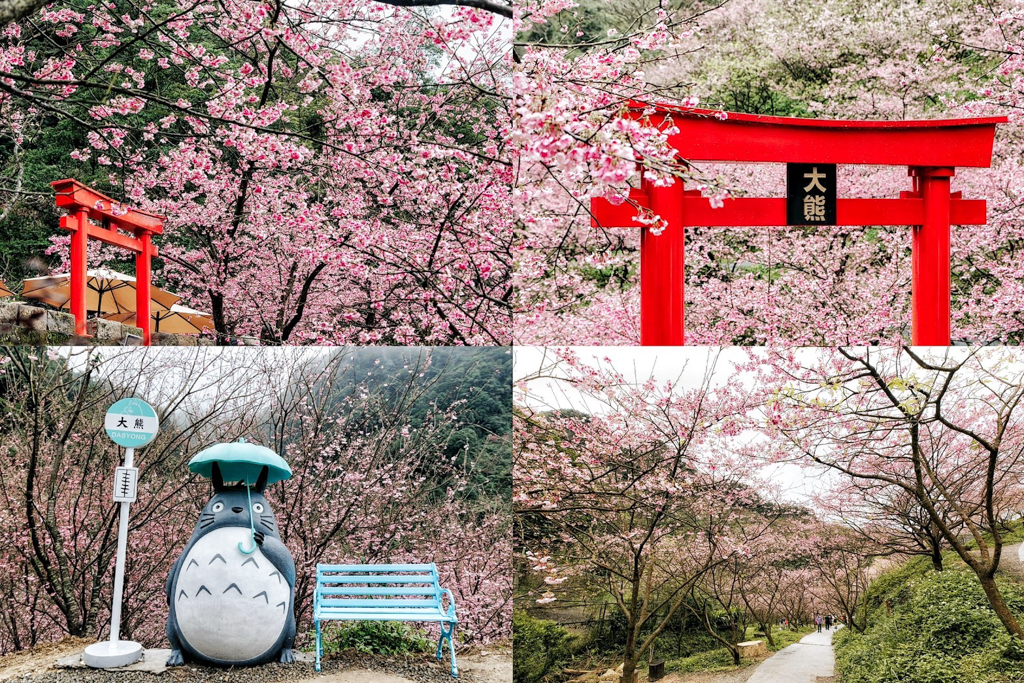 三峽大熊櫻花林,賞櫻花,賞花,過年賞花,三峽景點,新北景點, 三峽大熊櫻花林,賞櫻花,賞花,過年賞花,三峽景點,新北景點,