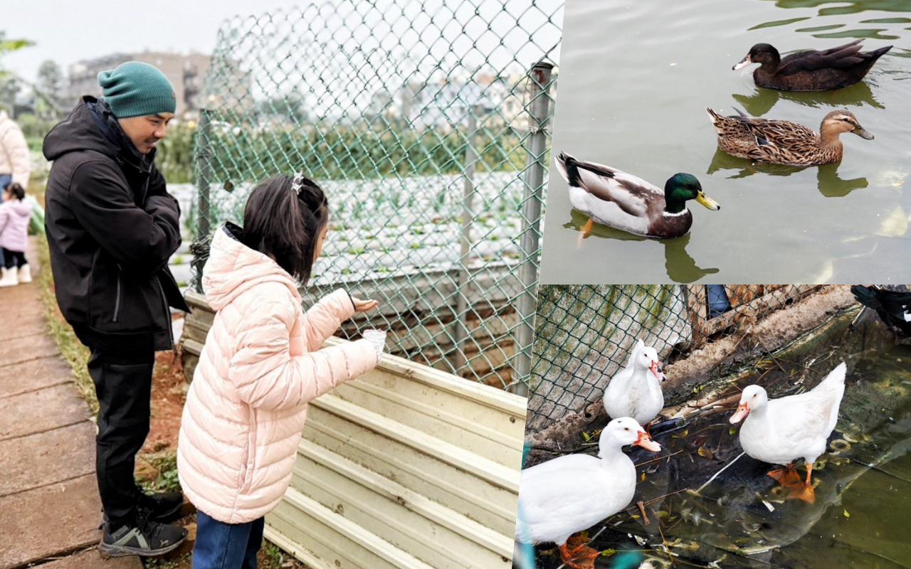 文新小農夫親子農園,土窯甕烤雞,白菜滷湯,桃園景點,桃園好玩,烤雞,桃園烤雞,桃園好吃烤雞,親子景點,桃園親子遊,自製鴨蛋茶碗蒸,白菜滷吃到飽,窯烤,採收雙色玉米, 時令炒青菜,體驗農夫,蒜苗澎湖章魚,土窯蒸澎湖海魚,土窯烤雞,桃園窯烤雞,聚餐,親子體驗,桃園美食,美食