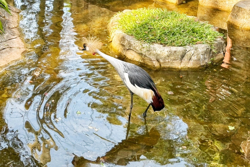 珍珠野生動物園