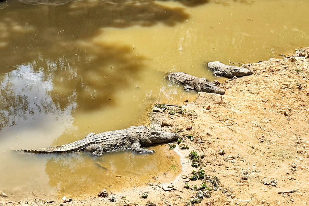 珍珠野生動物園