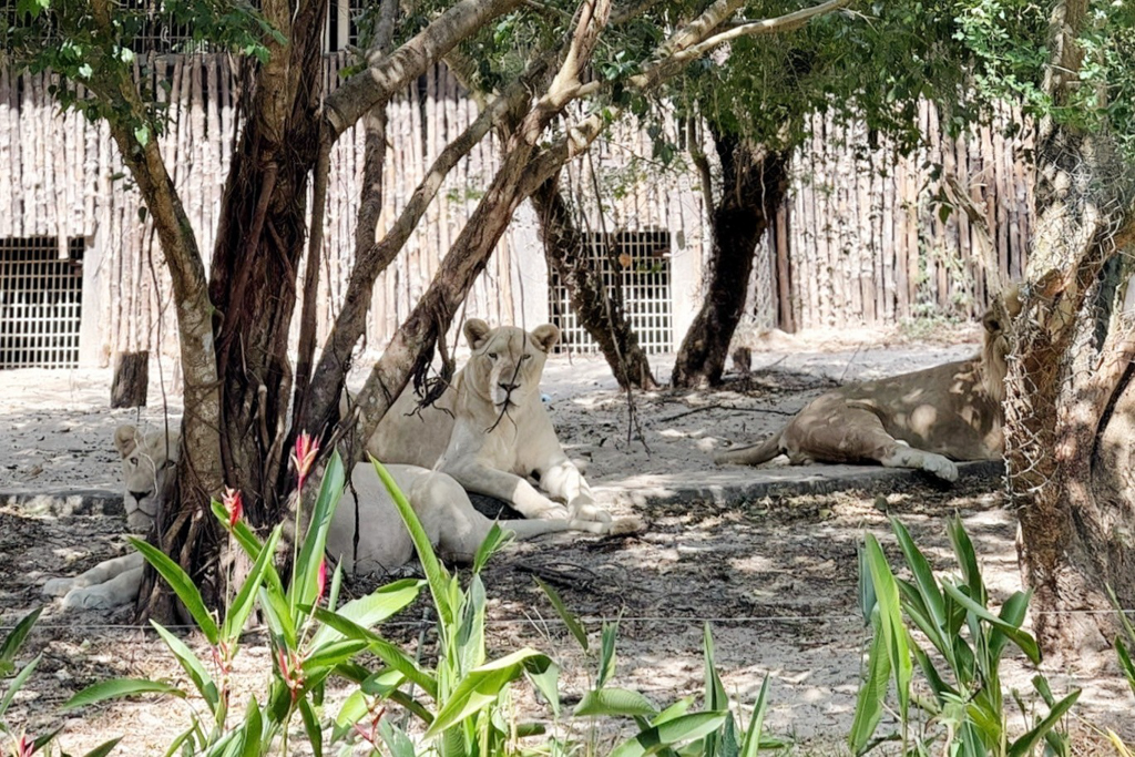 珍珠野生動物園