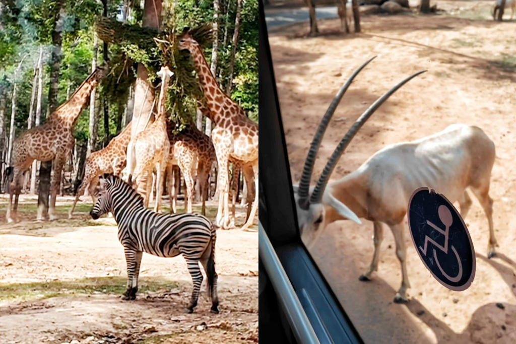 珍珠野生動物園