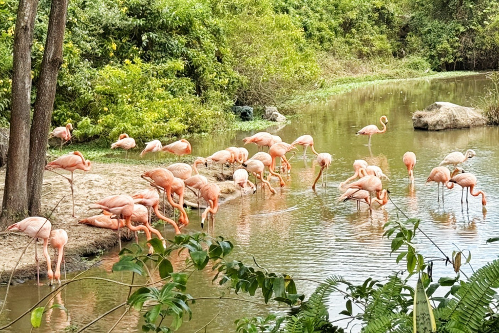 珍珠野生動物園