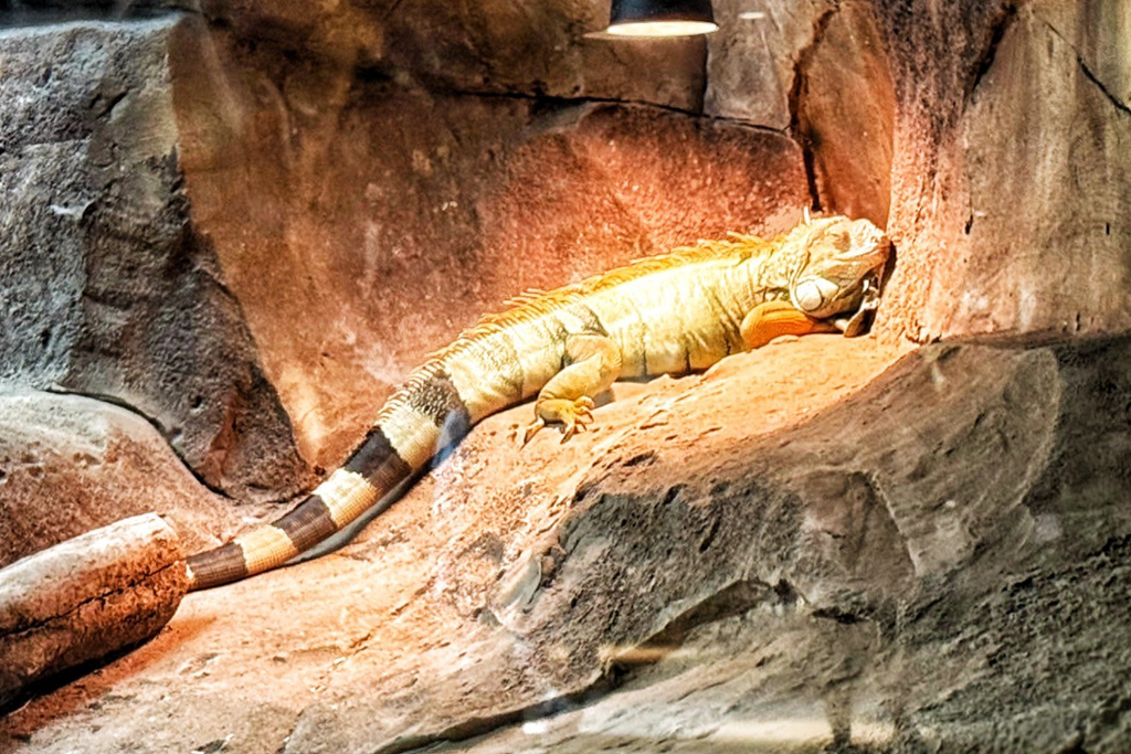 珍珠野生動物園