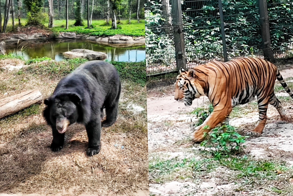 珍珠野生動物園