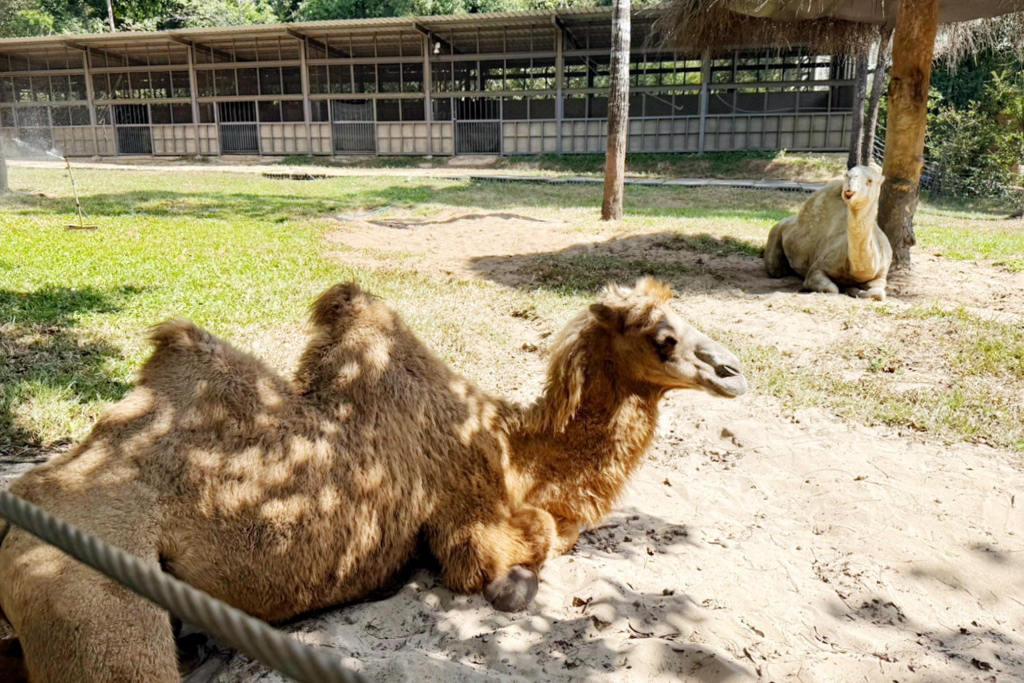 珍珠野生動物園