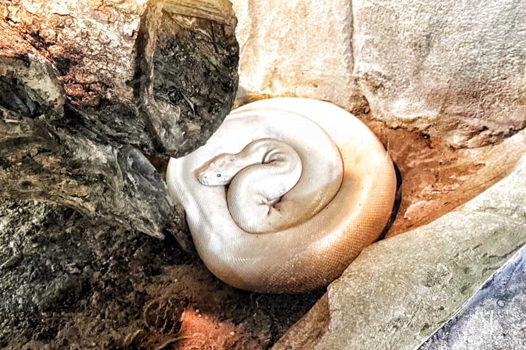 珍珠野生動物園