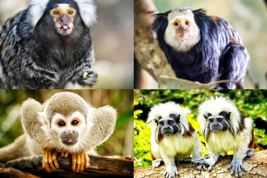 富國島珍珠動物園（Vinpearl Safari Phu Quoc),越南富國島,越南好玩,富國島景點,越南景點,越南動物園,