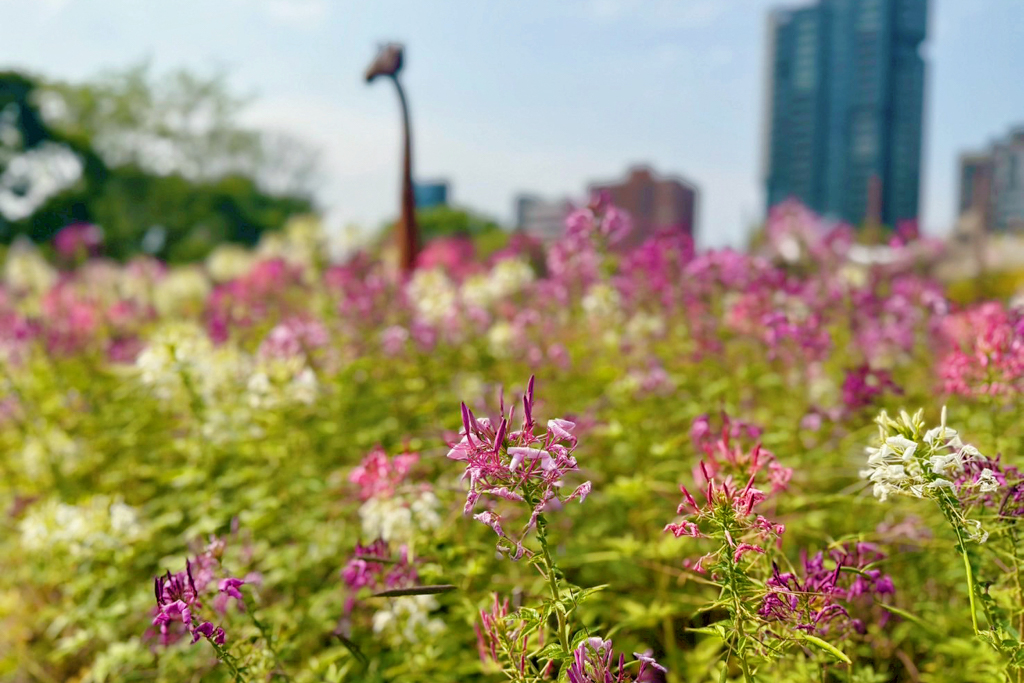台北杜鵑花季,大安森林公園,免費景點,公園,兒童公園,台北市景點