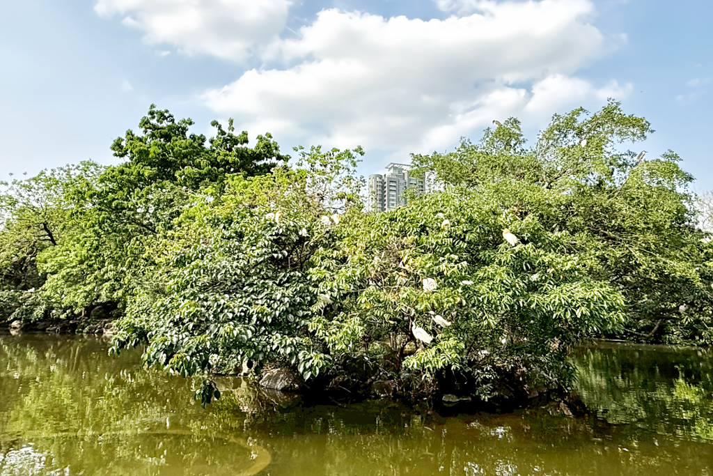 台北杜鵑花季,大安森林公園,免費景點,公園,兒童公園,台北市景點