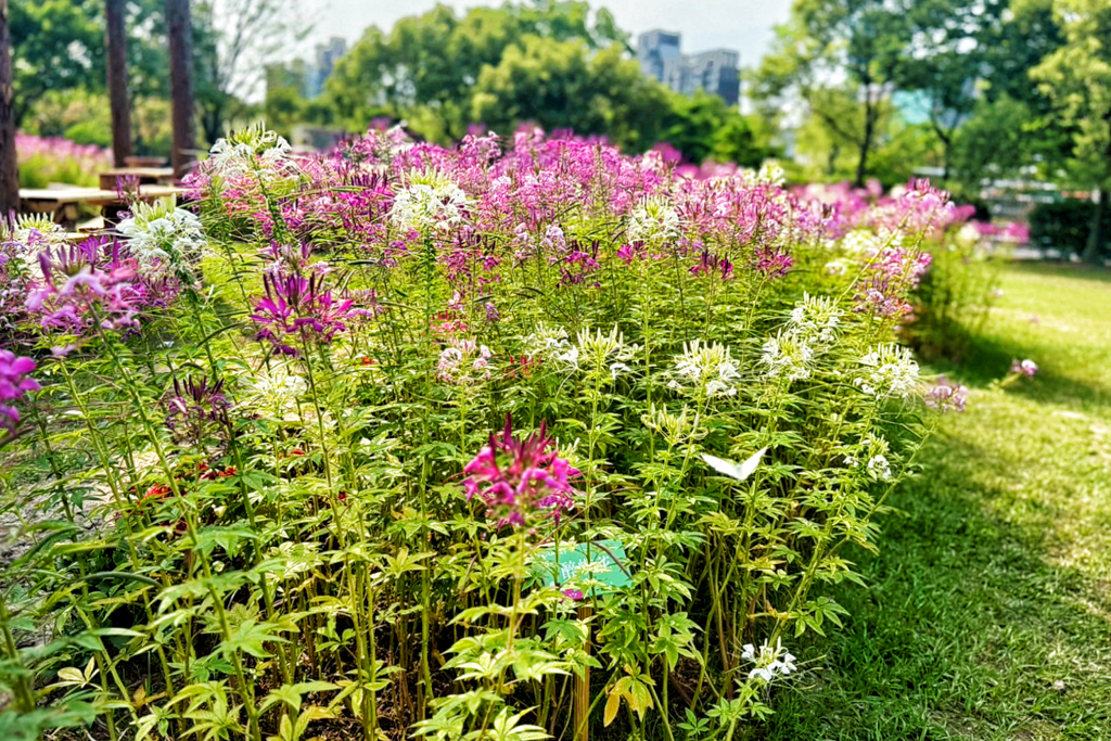 台北杜鵑花季,大安森林公園,免費景點,公園,兒童公園,台北市景點