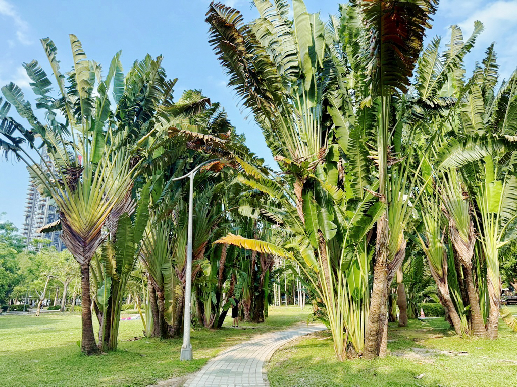 台北杜鵑花季,大安森林公園,免費景點,公園,兒童公園,台北市景點