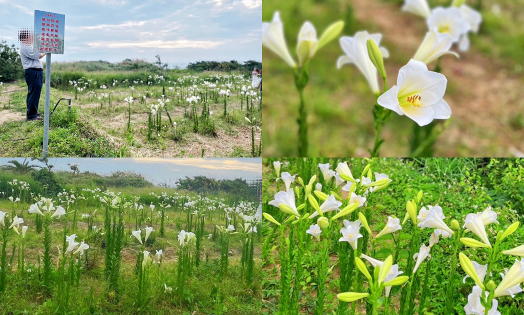 後龍好望角風景區,苗栗景點,後龍景點,親子景點,好望角風景,觀海,看夕陽,免費景點,半天寮好望角