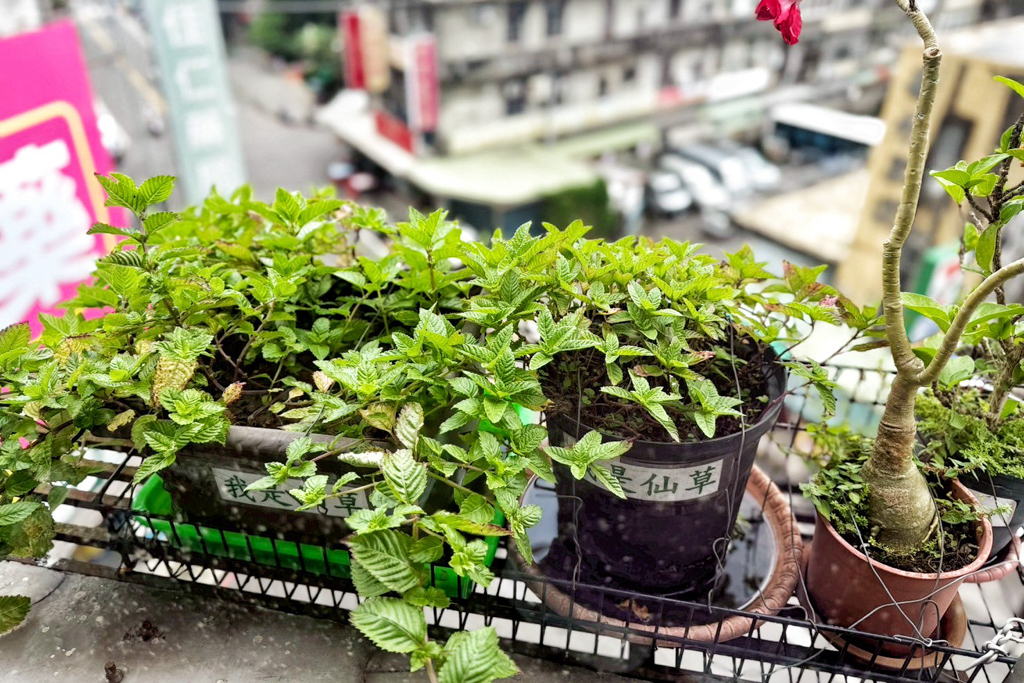 關西仙草巷