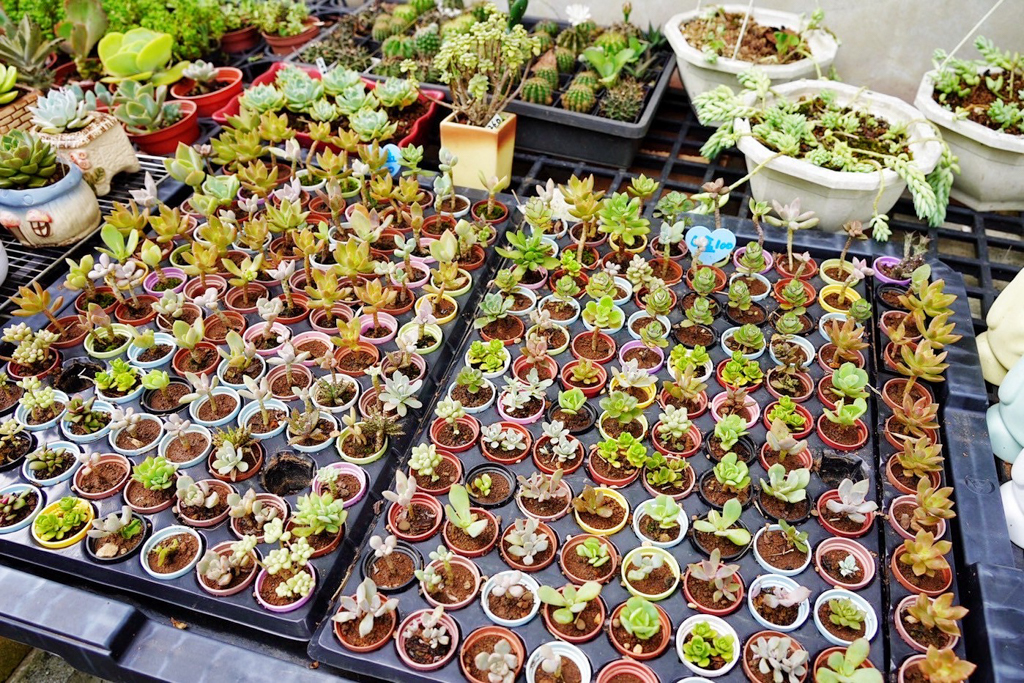 亞細亞池畔餐廳 