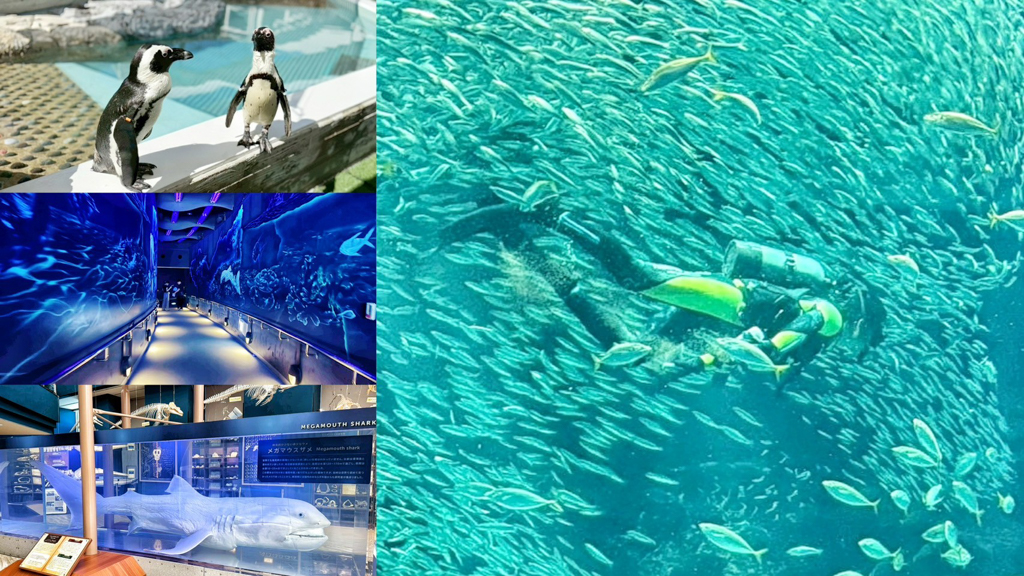 海洋世界海之中道