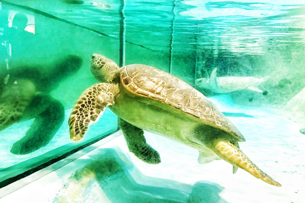 海洋世界海之中道