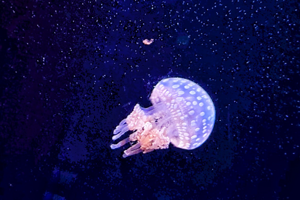 海洋世界海之中道