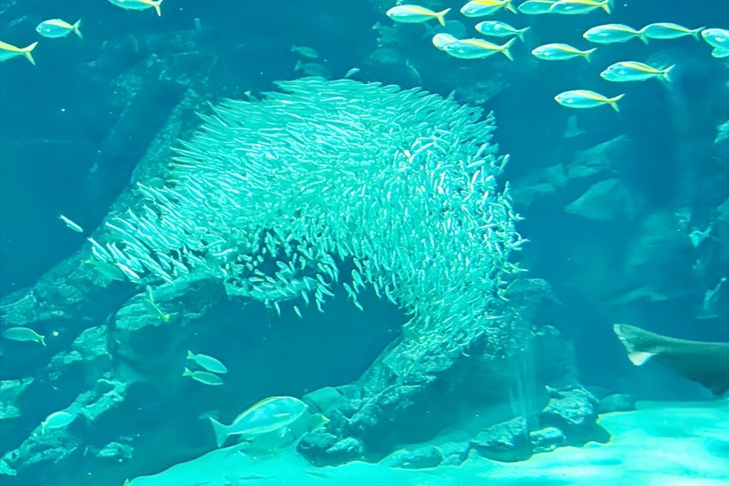 海洋世界海之中道