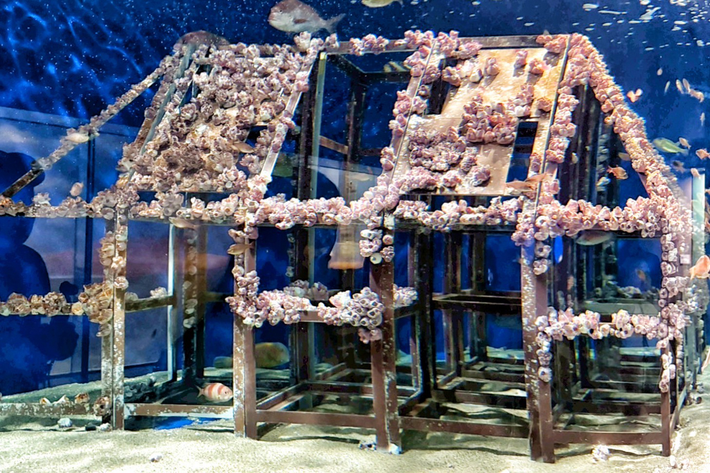海洋世界海之中道